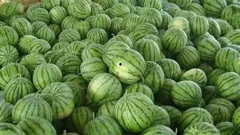 吃瓜网暗料网,网络舆论背后的真相与影响