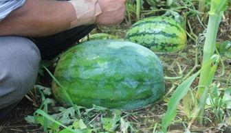 阜新吃瓜事件网红叫什么,网红引发的网络狂欢