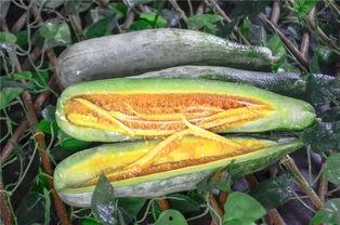 网红吃瓜视频都叫什么,揭秘娱乐圈幕后故事